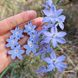 Australian Wildflower Earrings - Sun Orchid